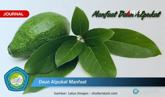 daun alpukat manfaat