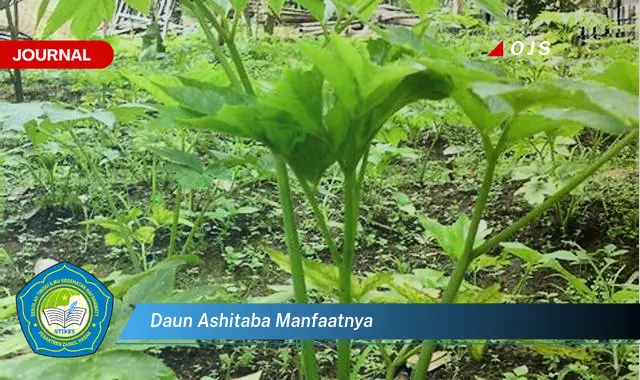 Ketahui 9 Manfaat Daun Ashitaba untuk Kesehatan Tubuh Anda