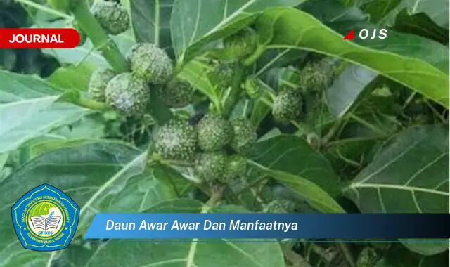 daun awar awar dan manfaatnya