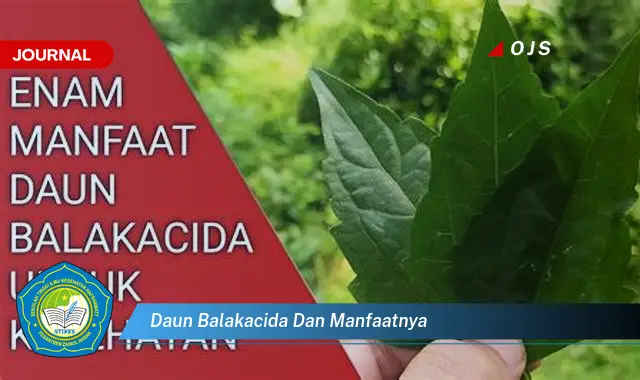 daun balakacida dan manfaatnya