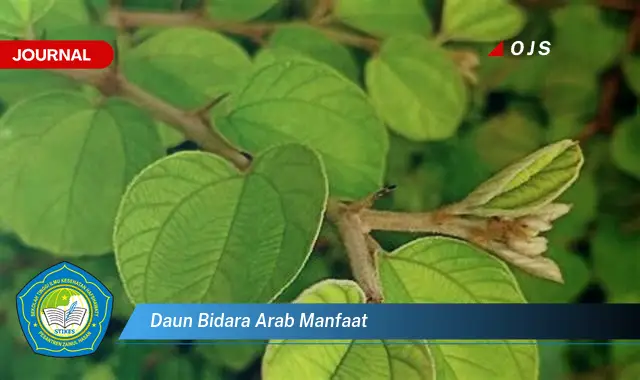 daun bidara arab manfaat