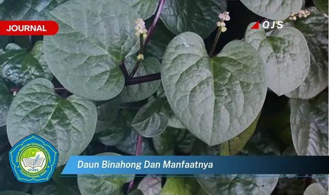 daun binahong dan manfaatnya