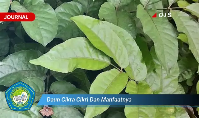 Ketahui 9 Manfaat Daun Cikra Cikri untuk Kesehatan Anda