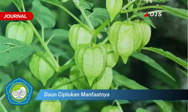 daun ciplukan manfaatnya