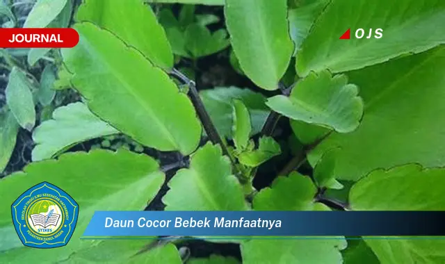 daun cocor bebek manfaatnya