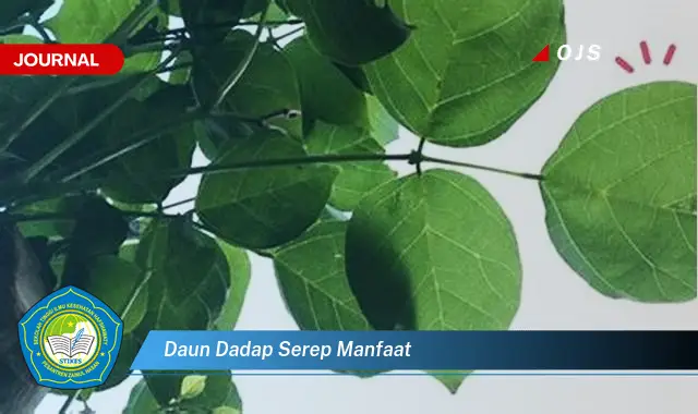 daun dadap serep manfaat