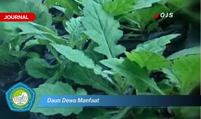 daun dewa manfaat