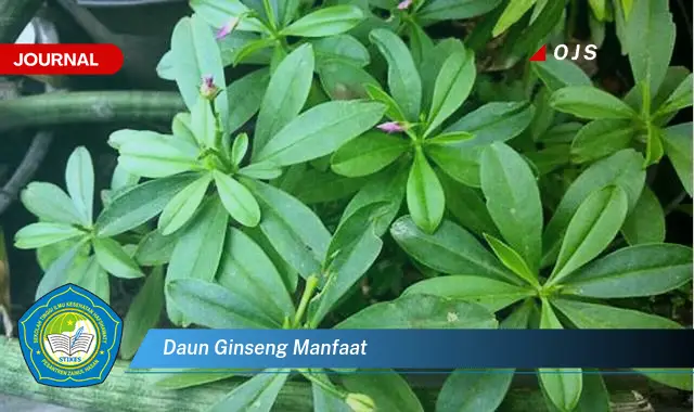 daun ginseng manfaat