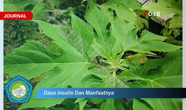 Ketahui 8 Manfaat Daun Insulin untuk Kesehatan Tubuh Anda