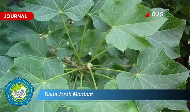 daun jarak manfaat