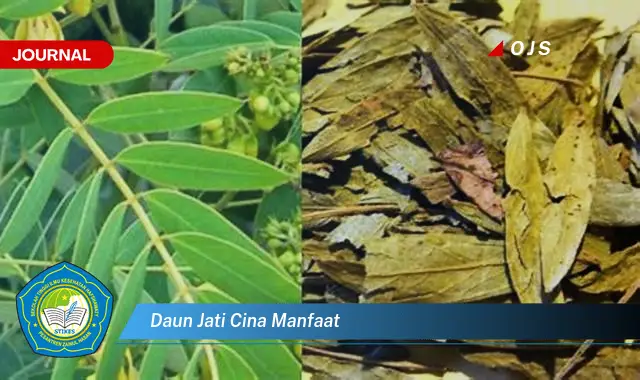 daun jati cina manfaat