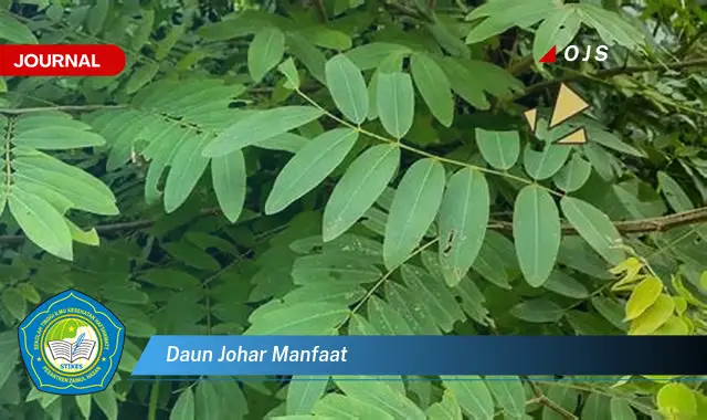 daun johar manfaat