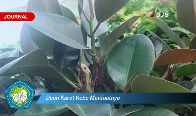 Ketahui 8 Manfaat Daun Karet Kebo untuk Kesehatan dan Kecantikan