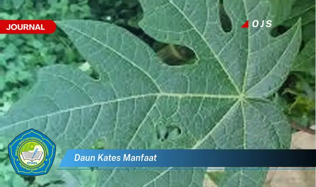 daun kates manfaat