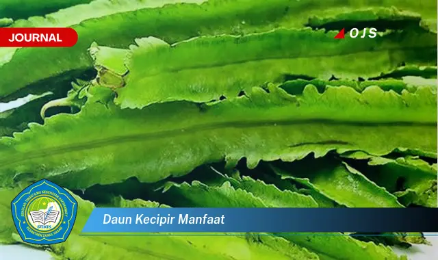 daun kecipir manfaat