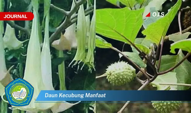 daun kecubung manfaat