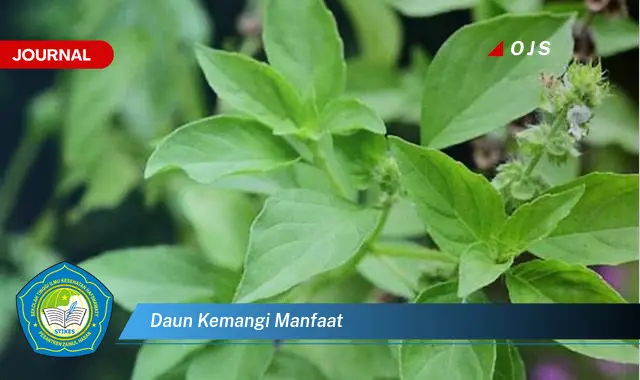 daun kemangi manfaat