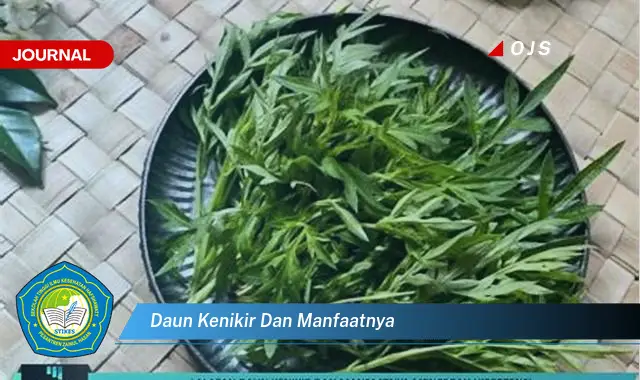 daun kenikir dan manfaatnya