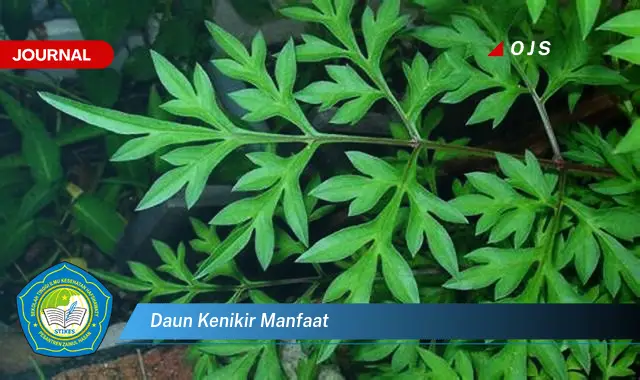 daun kenikir manfaat