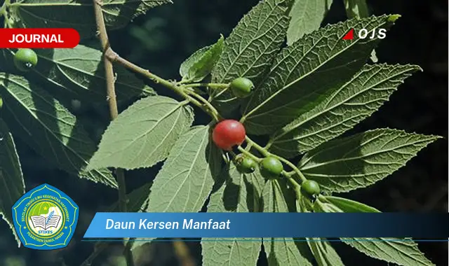 daun kersen manfaat