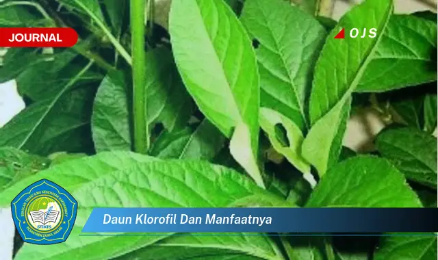 daun klorofil dan manfaatnya