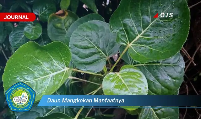 daun mangkokan manfaatnya