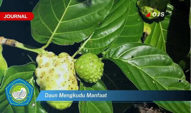 daun mengkudu manfaat