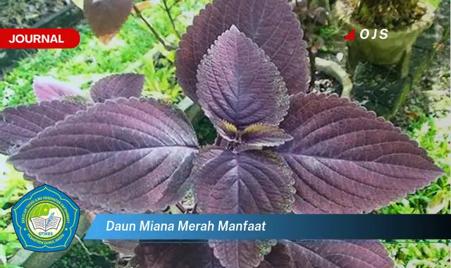 daun miana merah manfaat