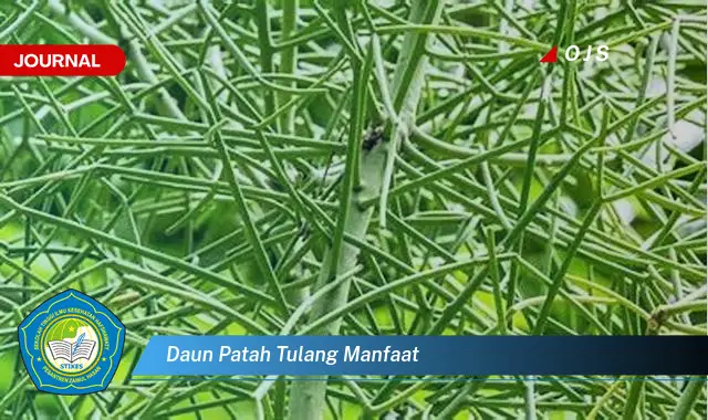 daun patah tulang manfaat