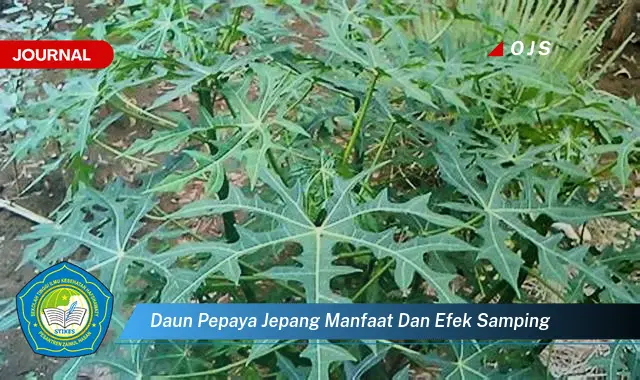 daun pepaya jepang manfaat dan efek samping