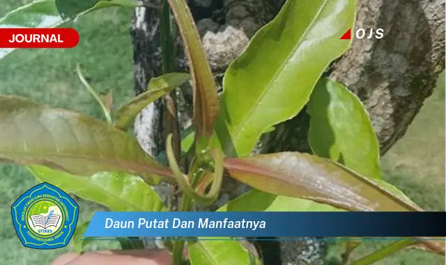 Ketahui 9 Manfaat Daun Putat untuk Kesehatan dan Kecantikan Anda