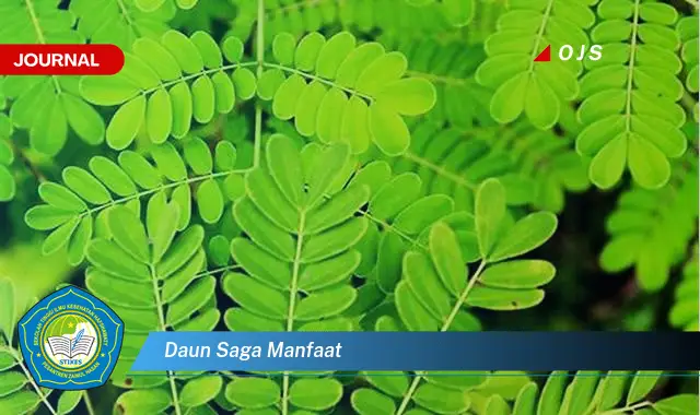 daun saga manfaat