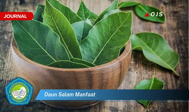 daun salam manfaat