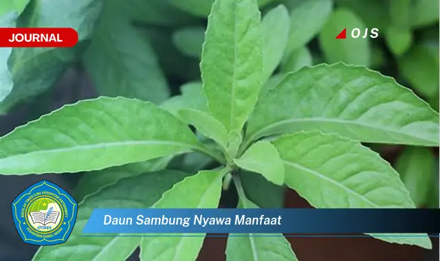 daun sambung nyawa manfaat