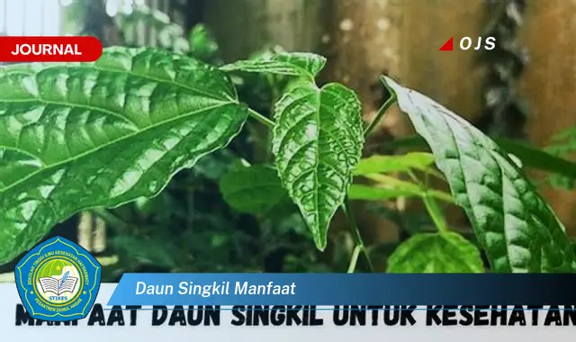 daun singkil manfaat