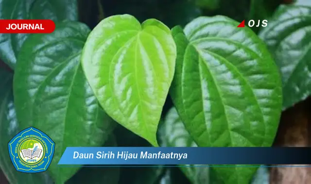 daun sirih hijau manfaatnya