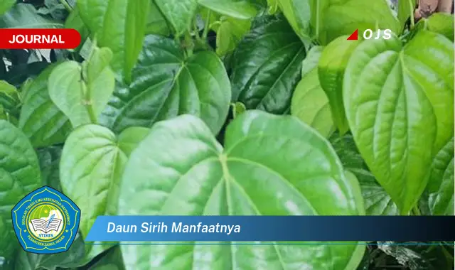 daun sirih manfaatnya