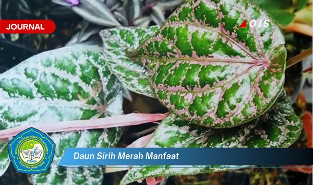 daun sirih merah manfaat