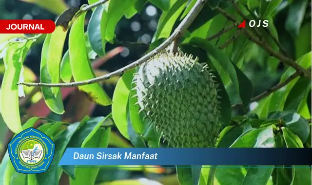 daun sirsak manfaat