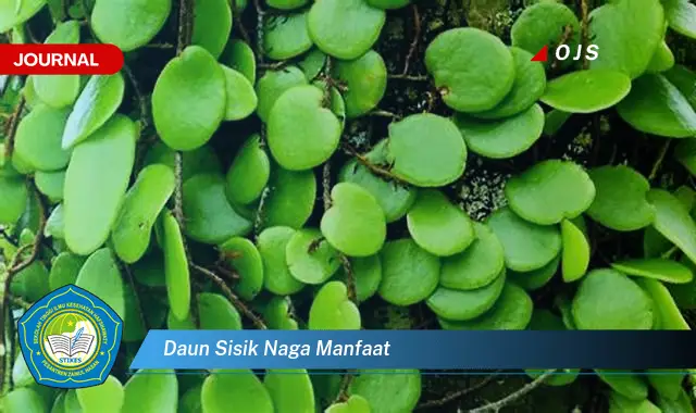 daun sisik naga manfaat