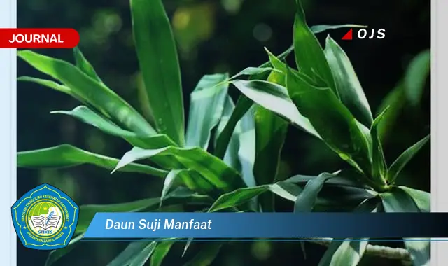 daun suji manfaat