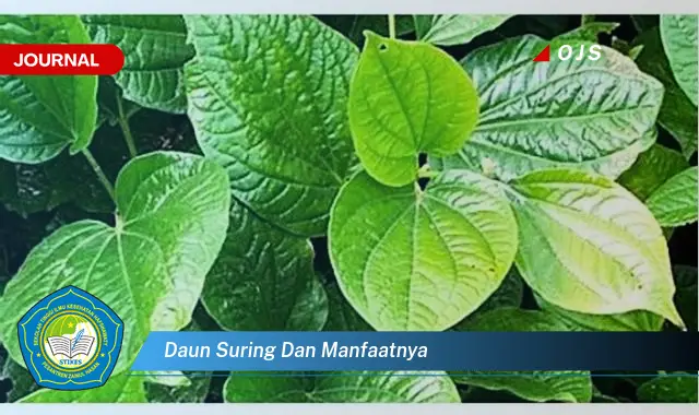 daun suring dan manfaatnya