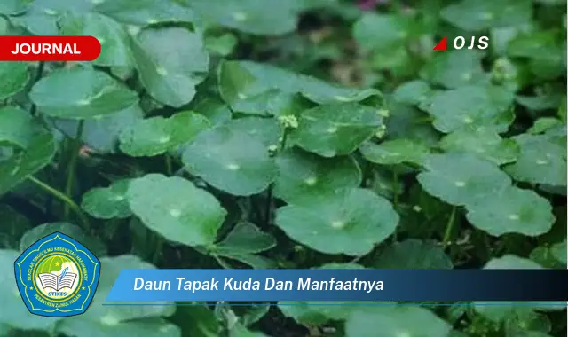 daun tapak kuda dan manfaatnya