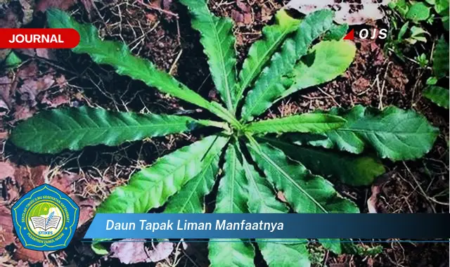 daun tapak liman manfaatnya