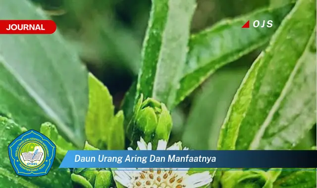 daun urang aring dan manfaatnya