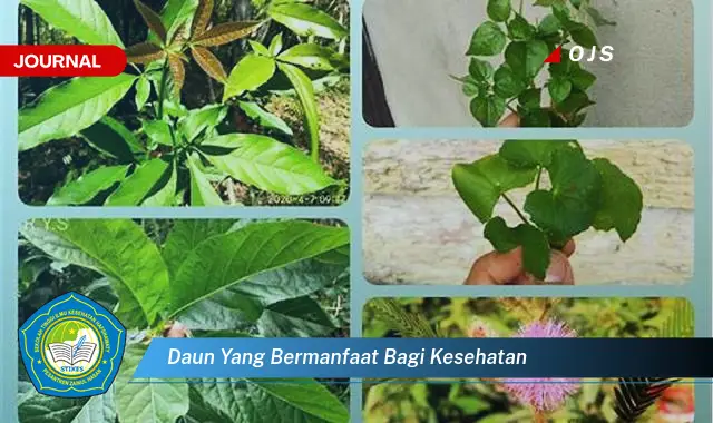 daun yang bermanfaat bagi kesehatan