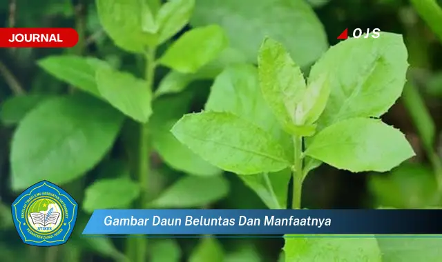 gambar daun beluntas dan manfaatnya