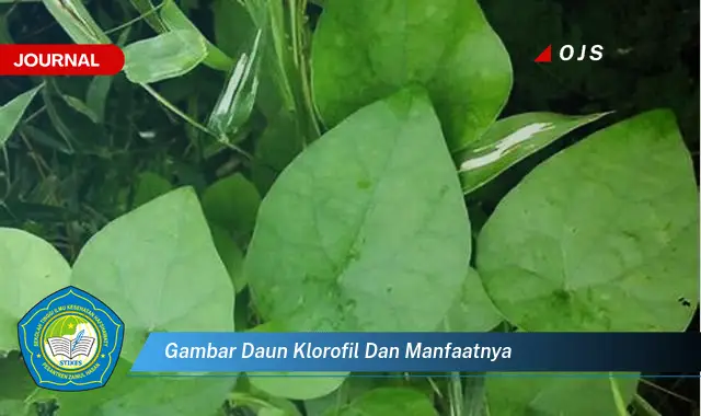 Ketahui 8 Manfaat Klorofil dari Gambar Daun, Untuk Kesehatan dan Kecantikan Anda