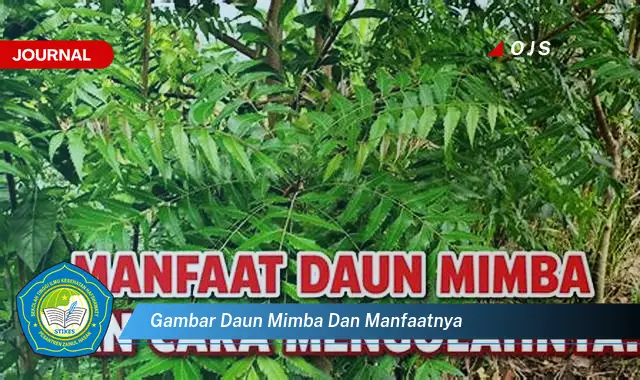 gambar daun mimba dan manfaatnya