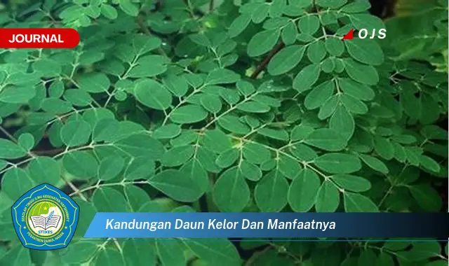 kandungan daun kelor dan manfaatnya